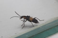 Microdaiphron pauloensis