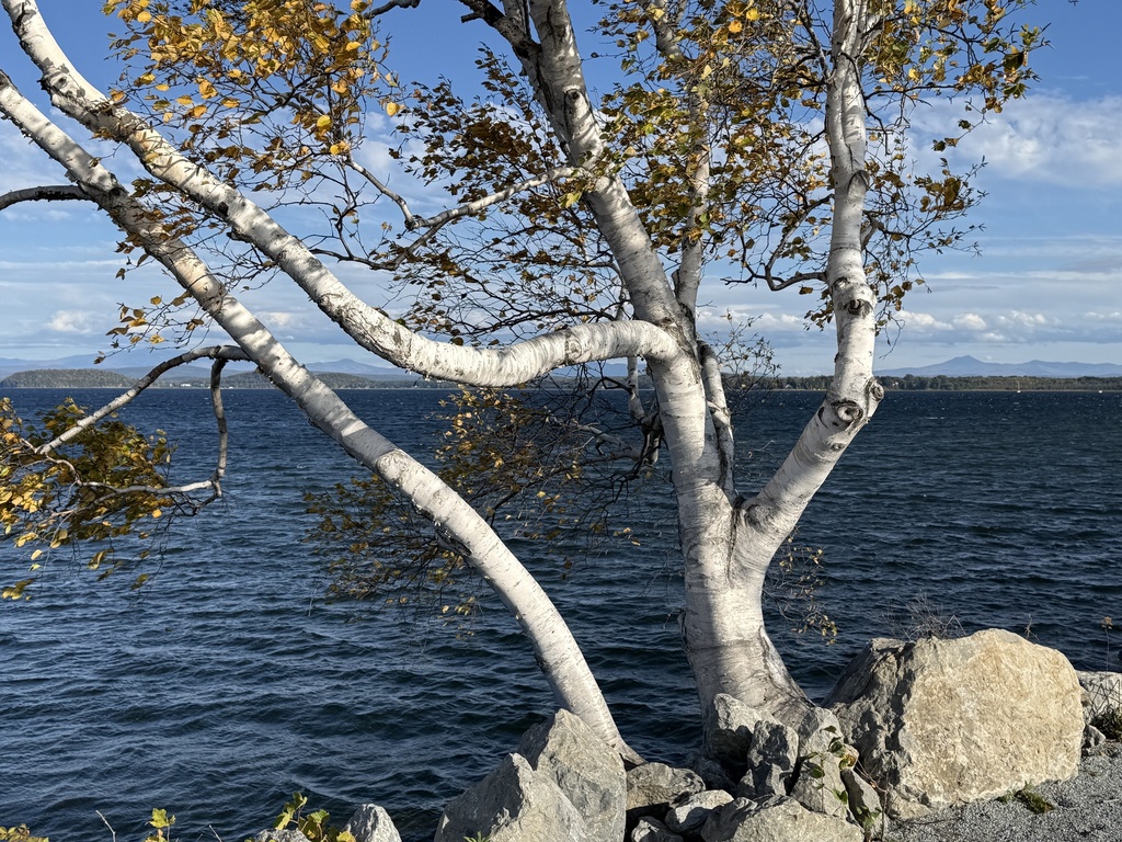 A white-barked birch with thin yellow and green leaves, leaning over the lake with the Adirondacks beyond.