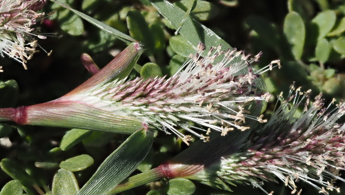 Sporobolus schoenoides, 2026-10-04