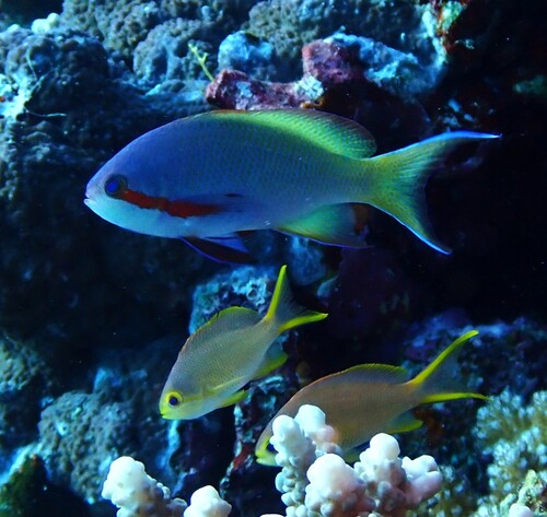 Pseudanthias huchtii observed 2026-10-04