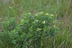 Baptisia nuttalliana
