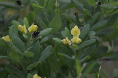 Baptisia nuttalliana