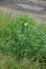 Baptisia nuttalliana