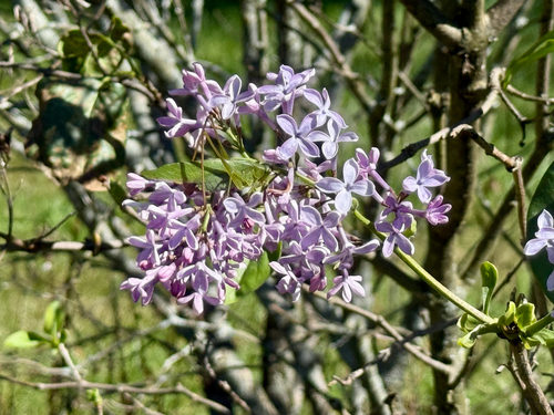 common lilac