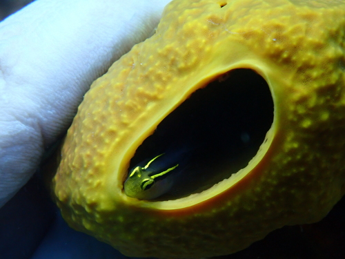 Elacatinus chancei observed 2026-07-25