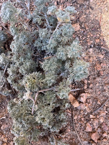 fringed sagebrush