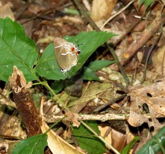 Strephonota strephon