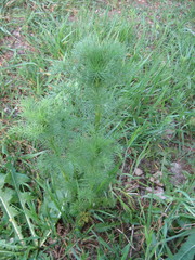 Tripleurospermum inodorum