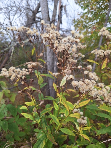 flat-top white aster