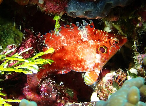 Pteragogus observed 2026-10-04