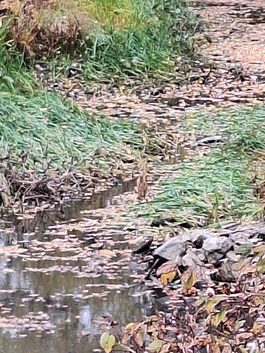 American Bittern