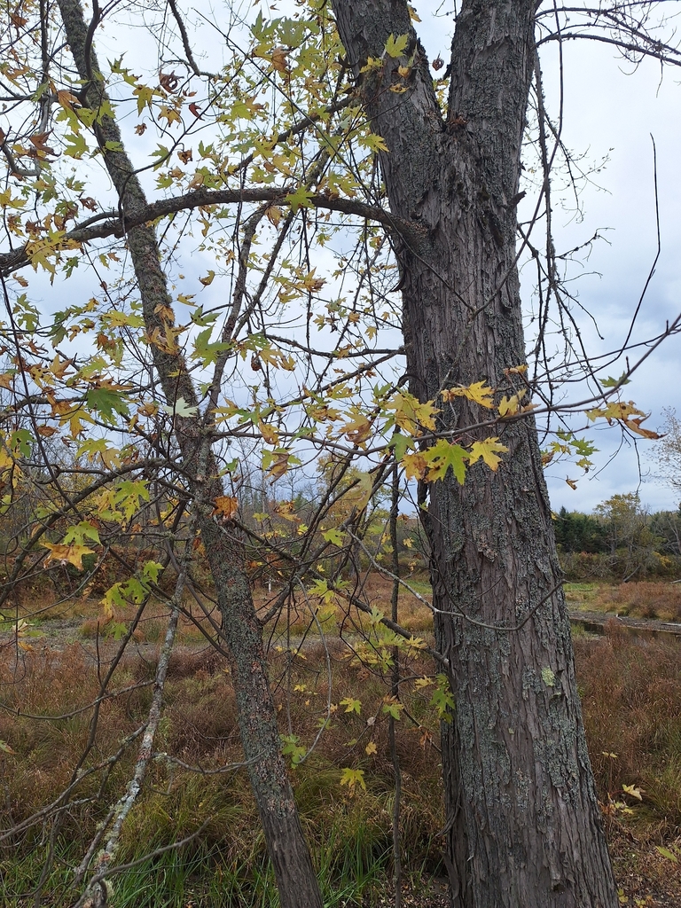 A silver maple that has lost many leaves, the rest yellow and browning, over a brown wetland meadow.
