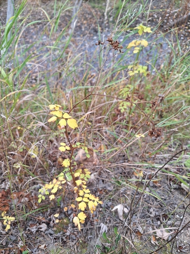 tall meadow-rue