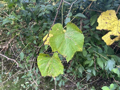 Vitis labrusca observed 2026-10-02