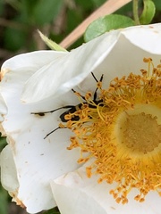 Typocerus lunulatus