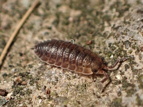 Common Rough Woodlouse