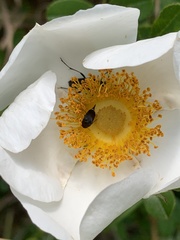 Typocerus lunulatus