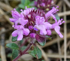 Thymus praecox praecox