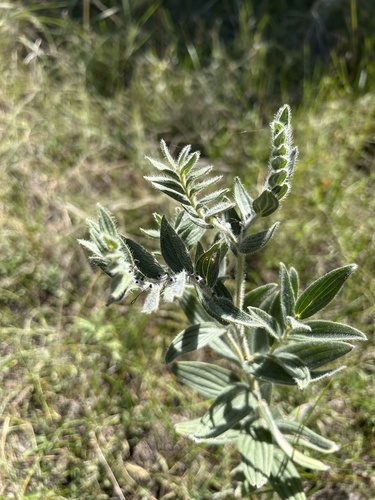 western false gromwell