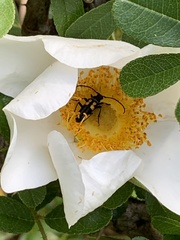Typocerus lunulatus