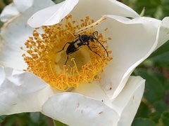 Typocerus lunulatus