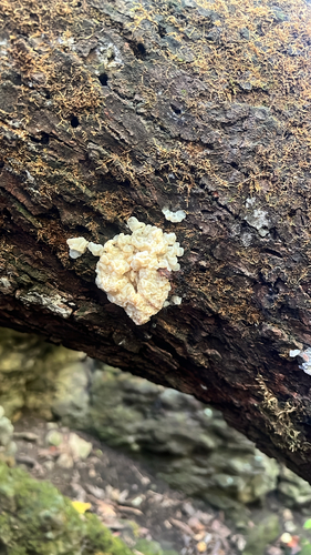 white jelly fungus