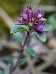 Thymus praecox praecox