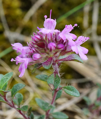 Thymus praecox praecox