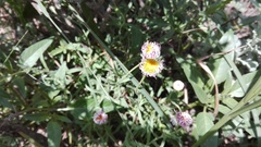 Erigeron pubescens