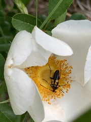 Typocerus lunulatus