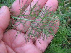 Tripleurospermum inodorum