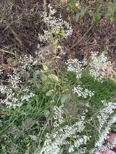 late boneset