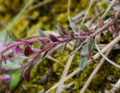 Thymus praecox praecox