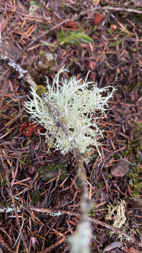 Farinose Cartilage Lichen