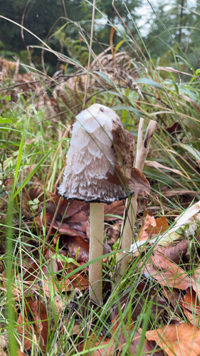 Shaggy Mane