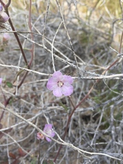 Phacelia vallis-mortae