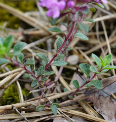 Thymus praecox praecox