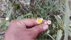 Erigeron pubescens