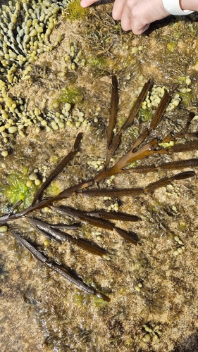 Carpoglossum observed 2026-10-04