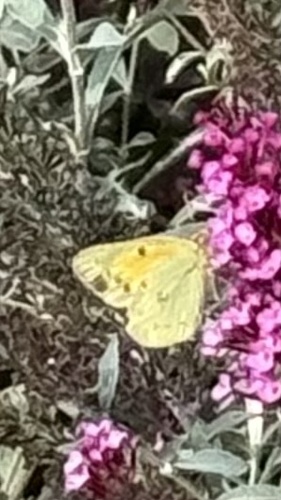 Orange Sulphur seen in Sonoma Valley