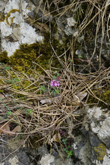 Thymus praecox praecox
