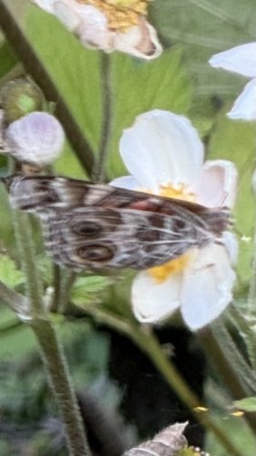 American Lady seen in Sonoma Valley