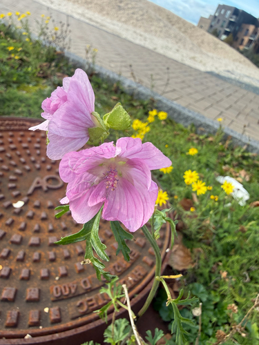 musk mallow