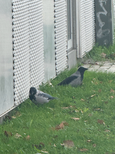 Hooded Crow
