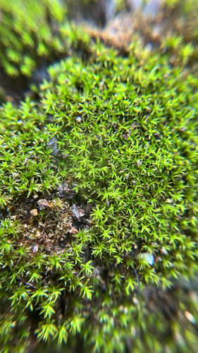 Barbula unguiculata observed 2026-10-04