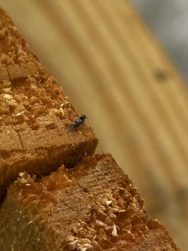 Delphacodes, 2026-10-04