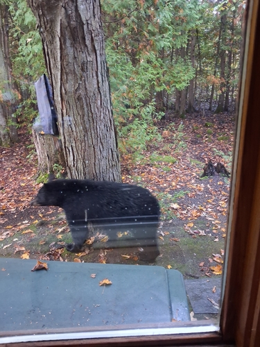 Black Bear sighting near 620 Dyers Bay Road