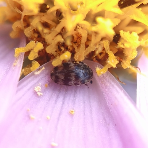 Cryptorhopalum quadripunctatum