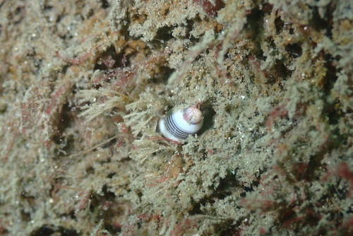 Rictaxis punctocaelatus observed 2026-10-04