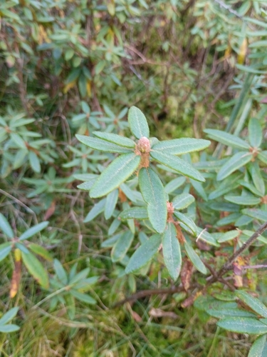 Bog Labrador Tea